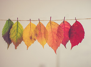 Colorful Leaves