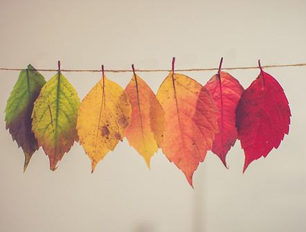 Hojas de colores