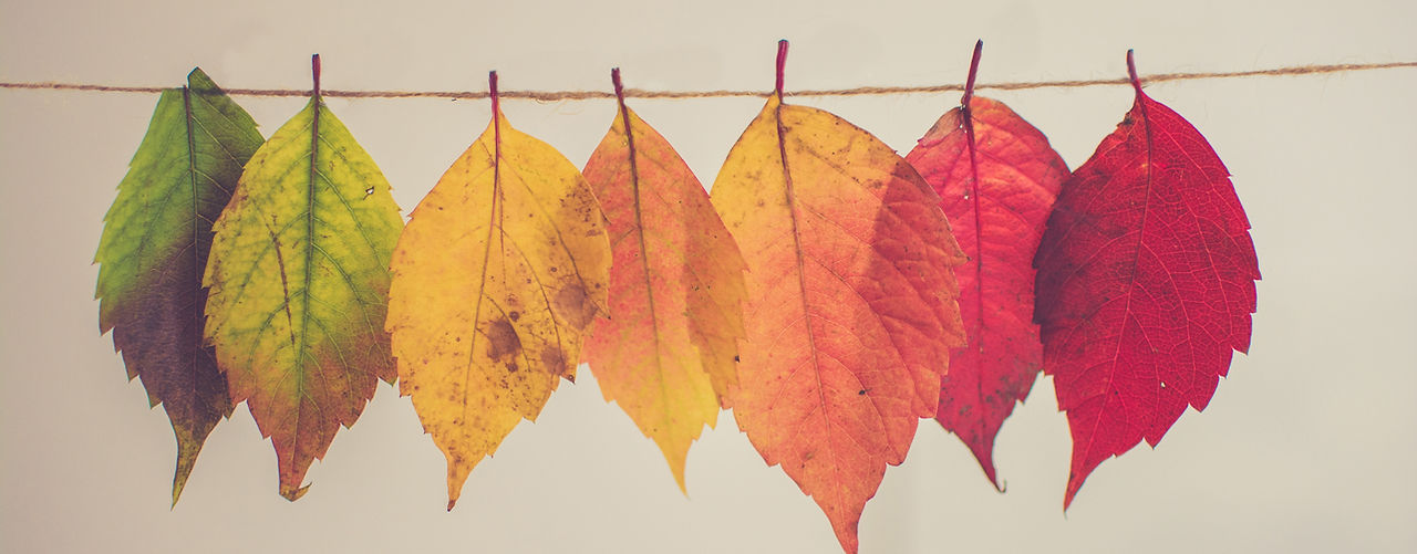 Colorful Leaves