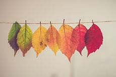Colorful Autumn Leaves