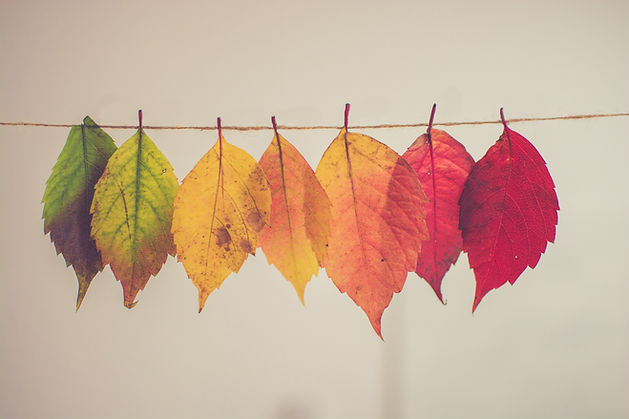 Coloridas hojas de otoño