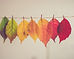Colorful Autumn Leaves