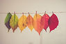 Colorful Leaves