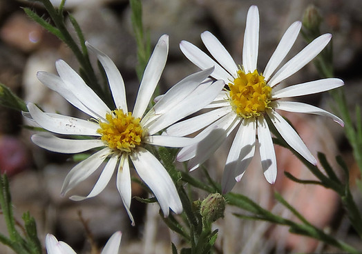 Heathleaved Chaenopappa