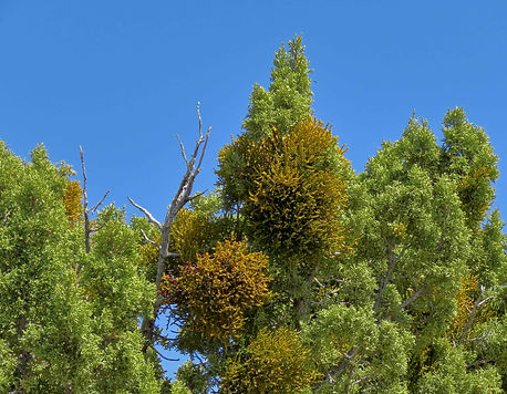 Juniper Mistletoe 
