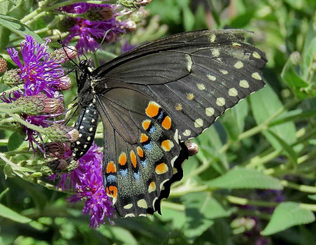 Black Swallowtail