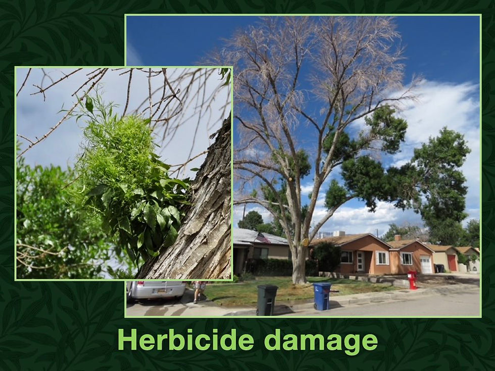 Tree Problem Diagnostics.005.jpeg