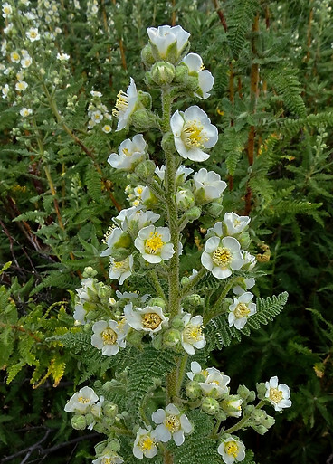 Fernbush Flowers.JPG