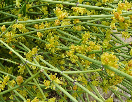 Green Ephedra