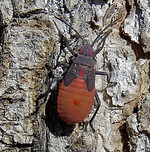 Red-shouldered Bug 