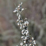 Sand Sagebrush