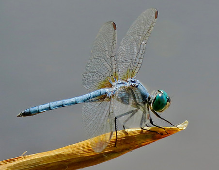 Blue Dasher 5.jpeg