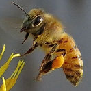 Western Honeybee