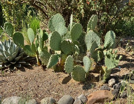 Engelmann Pricklypear