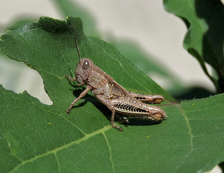Differential Grasshopper