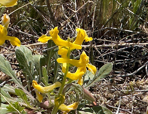 Scrambled Eggs FLOWER.jpeg