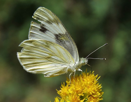 Checkered White