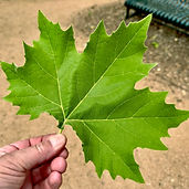 London Plane DETAIL.jpeg