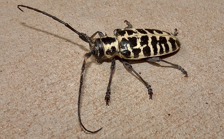 Cottonwood Borer