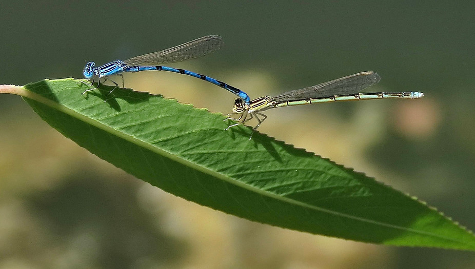 Double-Striped Bluet