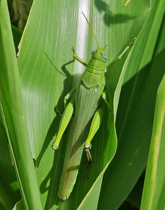 Green Bird Grasshopper