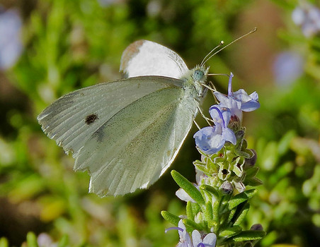 Cabbage White