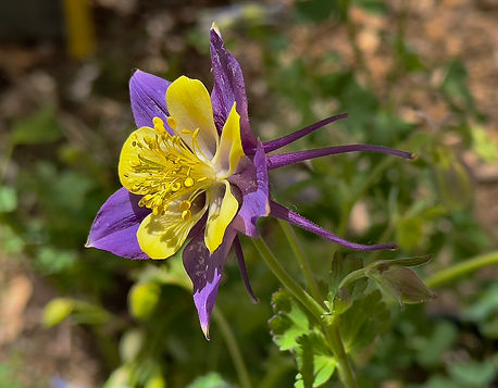 Blue Columbine 