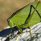 Katydid