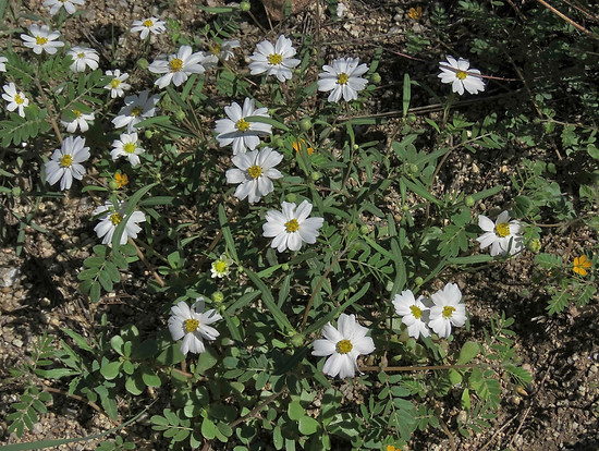 Blackfoot Daisy