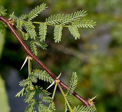 Whitethorn Acacia