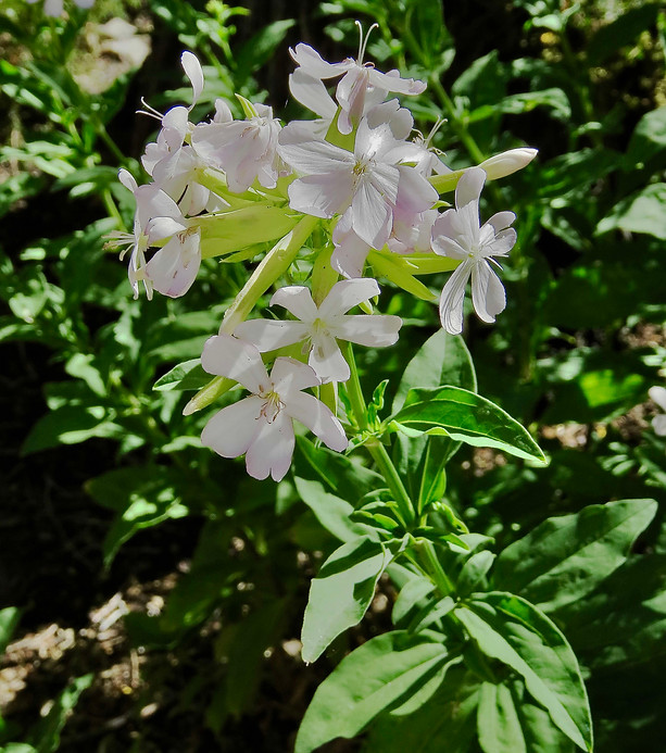 Common Soapwort.jpeg