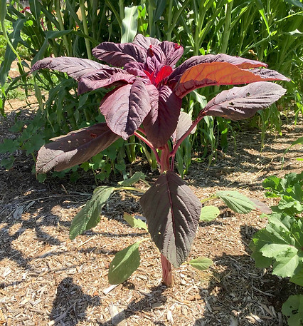 Red Amaranth