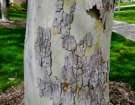 Arizona Sycamore 