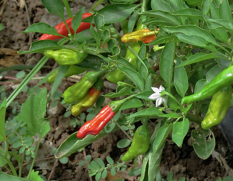 Chili Pepper