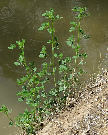 White Sweetclover Plant.jpg