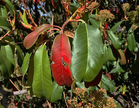 Chinese Photinia Leaves.jpg