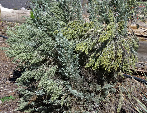 Big Sage Plant_edited.jpg