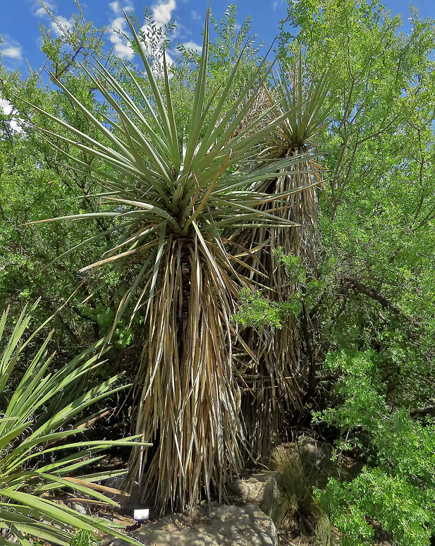 Faxon Yucca