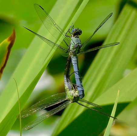 Western Pondhawk