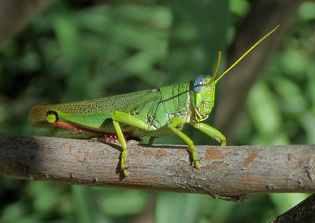 Green Bird Grasshopper