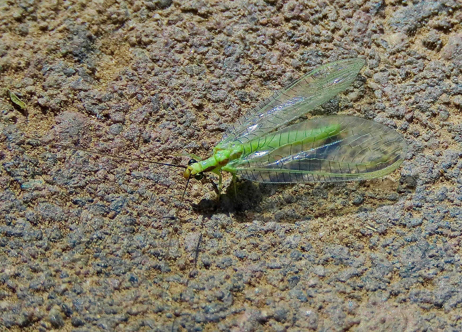 Green Lacewing