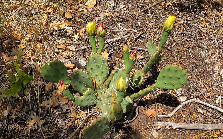 Pott's Pricklypear