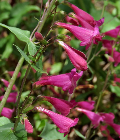 Desert Penstemon 