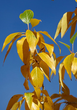 Narrowleaf Cottonwood
