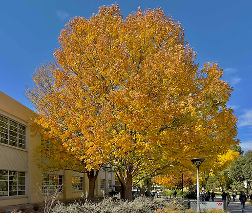 Green Ash Urbanite FALL COLOR.jpg