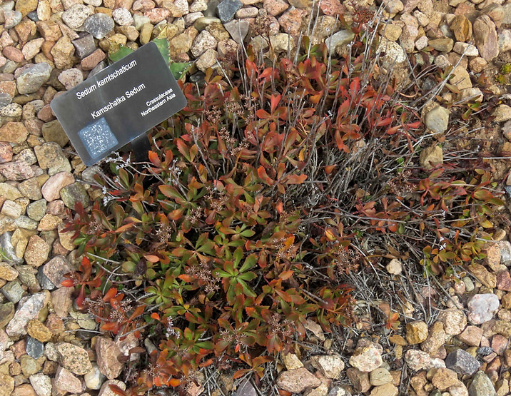 Kamchatka Stonecrop