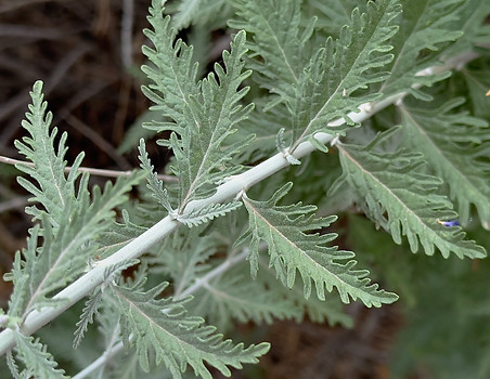 Russian Sage Leaves.jpg