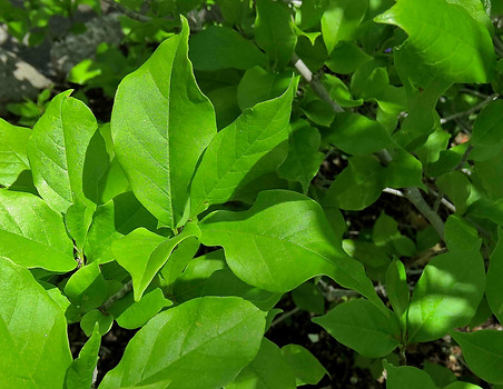 Lily Magnolia LEAVES.jpg