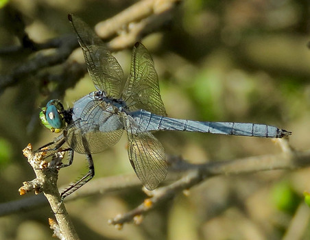 Western Pondhawk