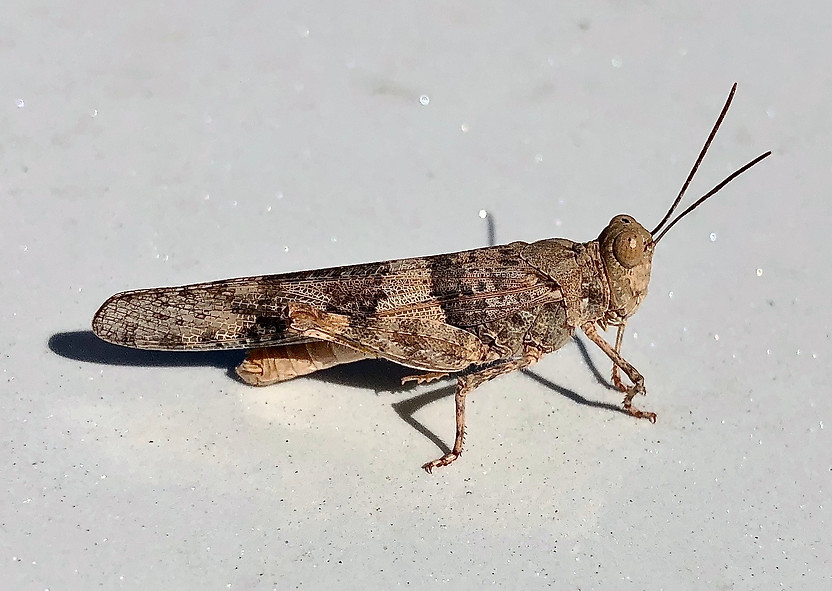 Pallid-winged Grasshopper